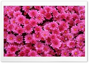 Magenta Mums Ultra HD Wallpaper for 4K UHD Widescreen desktop, tablet & smartphone