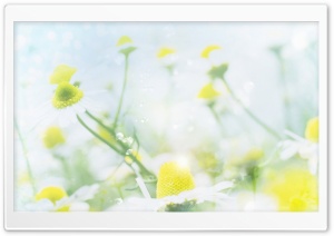 Magic Chamomile 4K UHD Wallpaper for Widescreen and UltraWide Desktop, UltraHD TV, Smartphone, Tablet