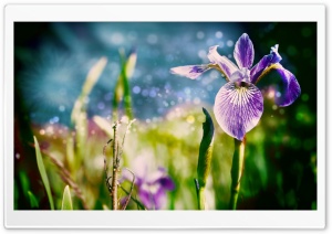 Magic Flowers Ultra HD Wallpaper for 4K UHD Widescreen desktop, tablet & smartphone