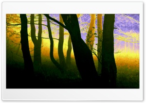 Magic Forest Ultra HD Wallpaper for 4K UHD Widescreen desktop, tablet & smartphone