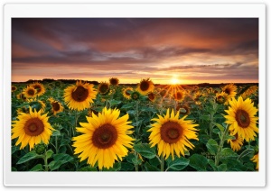 Magic Landscape Sunflower Garden Background Ultra HD Wallpaper for 4K UHD Widescreen desktop, tablet & smartphone