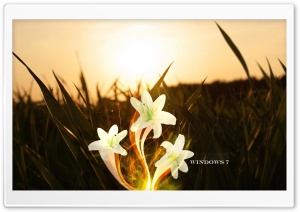 Magic Lily   Windows 7 Ultra HD Wallpaper for 4K UHD Widescreen desktop, tablet & smartphone