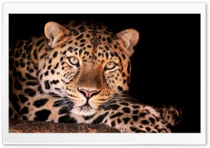 Magnificent Leopard Ultra HD Wallpaper for 4K UHD Widescreen desktop, tablet & smartphone