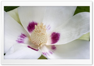 Magnolia Ashei 4K UHD Wallpaper for Widescreen and UltraWide Desktop, UltraHD TV, Smartphone, Tablet