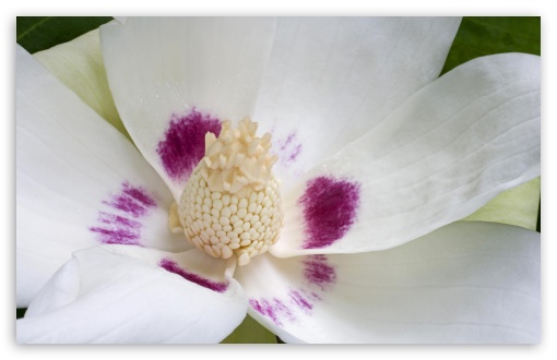 Magnolia Ashei UltraHD Wallpaper for Widescreen 16:10 5:3 ; Fullscreen 4:3 5:4 3:2 ;