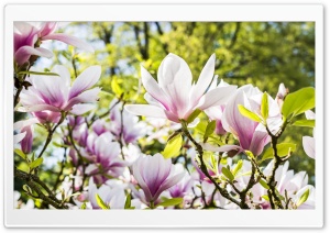 Magnolia Blossom, Spring Flowers Ultra HD Wallpaper for 4K UHD Widescreen desktop, tablet & smartphone
