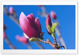 Magnolia Denudata Desr Ultra HD Wallpaper for 4K UHD Widescreen desktop, tablet & smartphone
