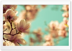 Magnolia Flowers Ultra HD Wallpaper for 4K UHD Widescreen desktop, tablet & smartphone