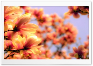 Magnolia Petals Ultra HD Wallpaper for 4K UHD Widescreen desktop, tablet & smartphone