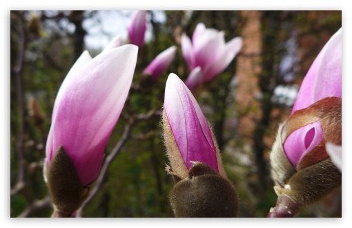 Magnolia Tree UltraHD Wallpaper for UHD 16:9 ; HD 16:9 ; Widescreen 16:10 5:3 ; Fullscreen 4:3 5:4 3:2 ; Tablet 1:1 ; Mobile 3:5 3:4 ;