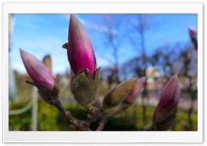 Magnolia Tree Ultra HD Wallpaper for 4K UHD Widescreen Desktop, Lockscreen, Screensaver, TV, Tablet, Smartphone