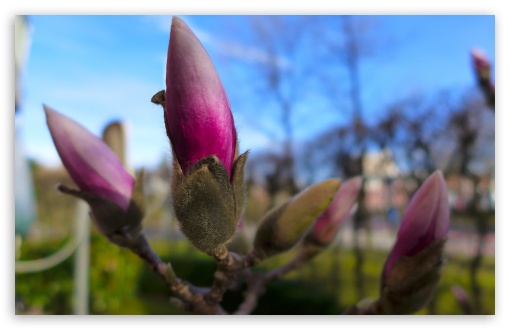 Magnolia Tree UltraHD Wallpaper for UHD 16:9 ; HD 16:9 ; Widescreen 16:10 5:3 ; Fullscreen 4:3 5:4 3:2 ; Tablet 1:1 ; Mobile 3:5 3:4 ;