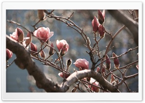 Magnolia Tree at Spring Ultra HD Wallpaper for 4K UHD Widescreen desktop, tablet & smartphone