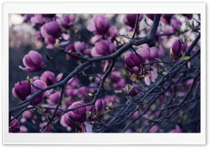 Magnolia Tree Pink Flowers Ultra HD Wallpaper for 4K UHD Widescreen desktop, tablet & smartphone