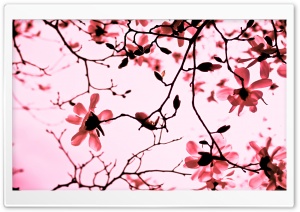Magnolia Twigs Ultra HD Wallpaper for 4K UHD Widescreen desktop, tablet & smartphone
