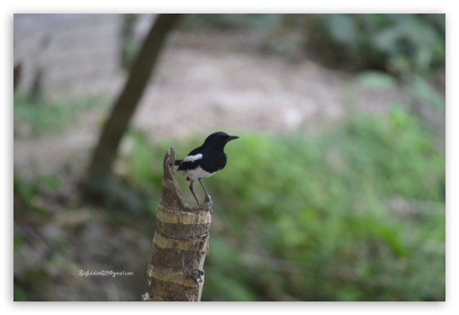 Magpie Robin UltraHD Wallpaper for Fullscreen 3:2 DVGA HVGA HQVGA ( Apple PowerBook G4 iPhone 4 3G 3GS iPod Touch ) ;