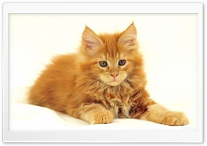 Maine Coon Cat Ultra HD Wallpaper for 4K UHD Widescreen desktop, tablet & smartphone