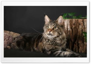 Maine Coon Cat Ultra HD Wallpaper for 4K UHD Widescreen Desktop, Lockscreen, Screensaver, TV, Tablet, Smartphone