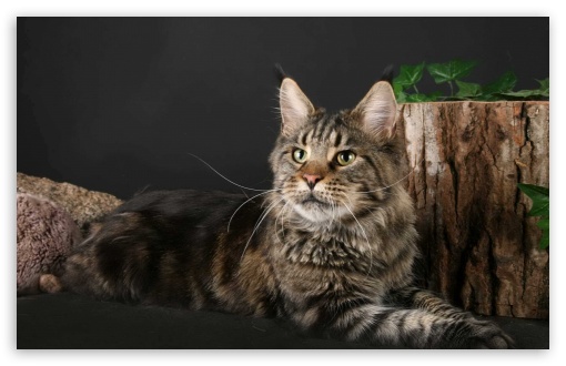 Maine Coon Cat UltraHD Wallpaper for Widescreen 16:10 ;