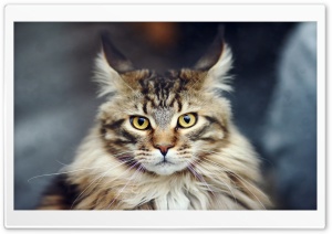 Maine Coon Cat Portrait Ultra HD Wallpaper for 4K UHD Widescreen desktop, tablet & smartphone
