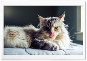 Maine Coon Cat Tongue Out Ultra HD Wallpaper for 4K UHD Widescreen desktop, tablet & smartphone