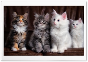Maine Coon Kittens Ultra HD Wallpaper for 4K UHD Widescreen desktop, tablet & smartphone