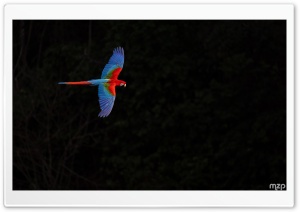 Majestic, Ara, Beautiful, Parrot, Macaw, Red and green Macaw, Flight 4K UHD Wallpaper for Widescreen and UltraWide Desktop, UltraHD TV, Smartphone, Tablet