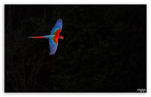 Majestic, Ara, Beautiful, Parrot, Macaw, Red and green Macaw, Flight UltraHD Wallpaper for UHD 16:9 ; HD 16:9 ; Widescreen 16:10 5:3 ; Fullscreen 4:3 3:2 ;