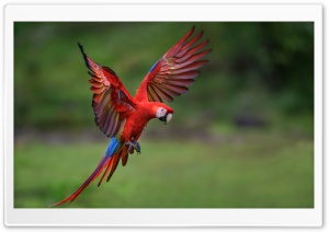 Majestic, Ara, Macaw, Bird, Parrot, Flight 4K UHD Wallpaper for Widescreen and UltraWide Desktop, UltraHD TV, Smartphone, Tablet