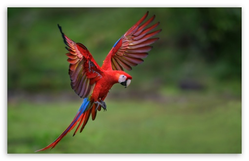 Majestic, Ara, Macaw, Bird, Parrot, Flight UltraHD Wallpaper for UHD 16:9 ; HD 16:9 ; UltraWide 21:9 24:10 ; Widescreen 16:10 5:3 ; Fullscreen 4:3 5:4 3:2 ; Tablet 1:1 ; Mobile 9:16 9:19.5 9:20 9:21 9:22 10:16 2:3 3:5 3:4 ;