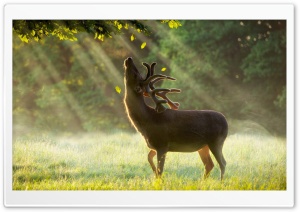 Majestic Morning Stag Ultra HD Wallpaper for 4K UHD Widescreen Desktop, Lockscreen, Screensaver, TV, Tablet, Smartphone