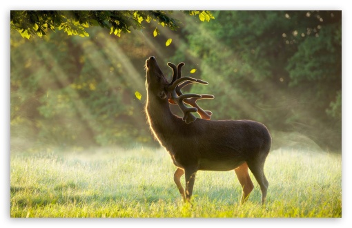 Majestic Morning Stag UltraHD Wallpaper for UHD 16:9 ; HD 16:9 ; UltraWide 21:9 24:10 ; Widescreen 16:10 5:3 ; Fullscreen 4:3 5:4 3:2 ; Tablet 1:1 ; Mobile 9:16 9:19.5 9:20 10:16 2:3 3:5 3:4 ; Dual 5:4 ;