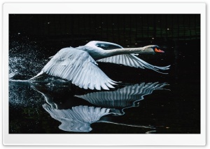 Majestic Swan Taking Flight Ultra HD Wallpaper for 4K UHD Widescreen Desktop, Lockscreen, Screensaver, TV, Tablet, Smartphone