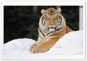 Majestic Tiger Ultra HD Wallpaper for 4K UHD Widescreen desktop, tablet & smartphone