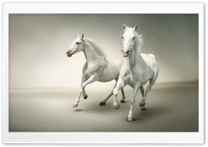 Majestic White Horses Running Free 4K UHD Wallpaper for Widescreen and UltraWide Desktop, UltraHD TV, Smartphone, Tablet