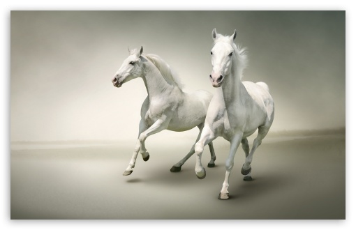 Majestic White Horses Running Free UltraHD Wallpaper for UHD 16:9 ; HD 16:9 ; UltraWide 21:9 24:10 32:9 32:10 ; Widescreen 16:10 5:3 ; Fullscreen 4:3 5:4 3:2 ; Tablet 1:1 ; Dual 16:10 5:3 16:9 4:3 5:4 3:2 ;