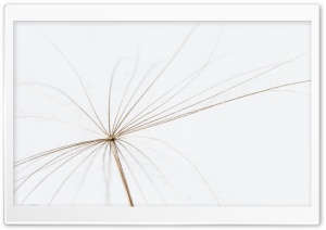 Make a Wish Dandelion Ultra HD Wallpaper for 4K UHD Widescreen desktop, tablet & smartphone
