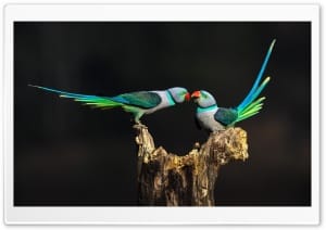 Malabar Parakeets Interaction 4K UHD Wallpaper for Widescreen and UltraWide Desktop, UltraHD TV, Smartphone, Tablet