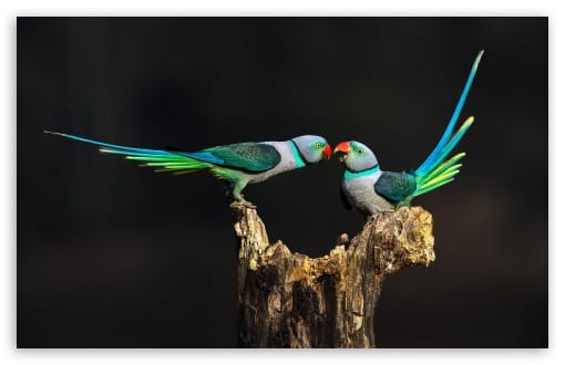 Malabar Parakeets Interaction UltraHD Wallpaper for UHD 16:9 ; HD 16:9 ; UltraWide 21:9 24:10 32:9 32:10 ; Widescreen 16:10 ; Fullscreen 4:3 ; Tablet 1:1 ; Dual 16:10 16:9 ;