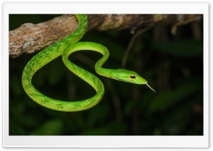 Malayan Green Vine WhipSnake Ultra HD Wallpaper for 4K UHD Widescreen desktop, tablet & smartphone