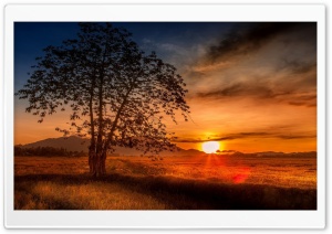Malaysia Tree Sunset Ultra HD Wallpaper for 4K UHD Widescreen desktop, tablet & smartphone