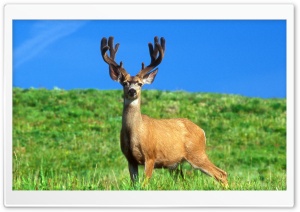 Male Deer Ultra HD Wallpaper for 4K UHD Widescreen desktop, tablet & smartphone