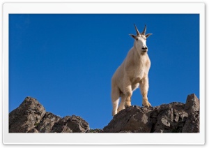 Male Goat Up On Rocks Ultra HD Wallpaper for 4K UHD Widescreen desktop, tablet & smartphone
