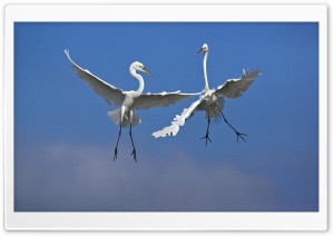 Male Great Egrets Fighting In Flight Venice Florida Ultra HD Wallpaper for 4K UHD Widescreen desktop, tablet & smartphone