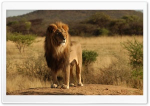 Male Lion Ultra HD Wallpaper for 4K UHD Widescreen desktop, tablet & smartphone