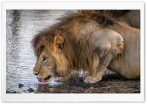 Male Lion Drinking Water Ultra HD Wallpaper for 4K UHD Widescreen desktop, tablet & smartphone