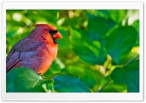 Male Northern Cardinal Ultra HD Wallpaper for 4K UHD Widescreen desktop, tablet & smartphone