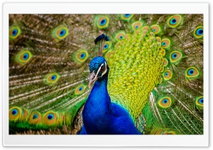 Male Peacock Feathers Ultra HD Wallpaper for 4K UHD Widescreen desktop, tablet & smartphone
