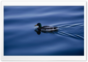 Mallard Duck Ultra HD Wallpaper for 4K UHD Widescreen desktop, tablet & smartphone