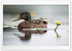 Mallard Duck And Water Lily Flower Ultra HD Wallpaper for 4K UHD Widescreen desktop, tablet & smartphone